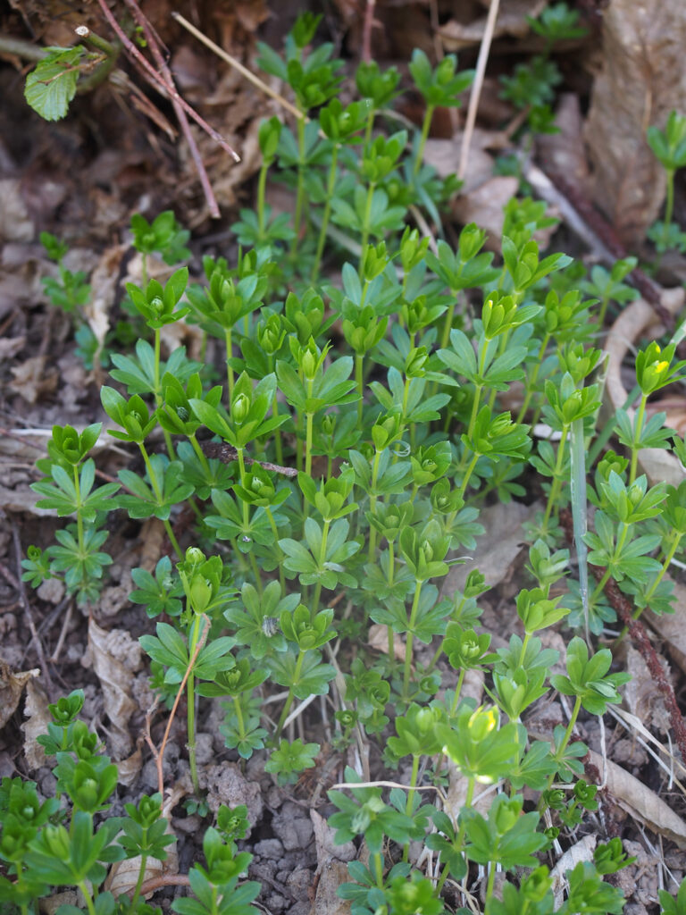 Kräuterkunde mit Monika Wurft - Waldmeister