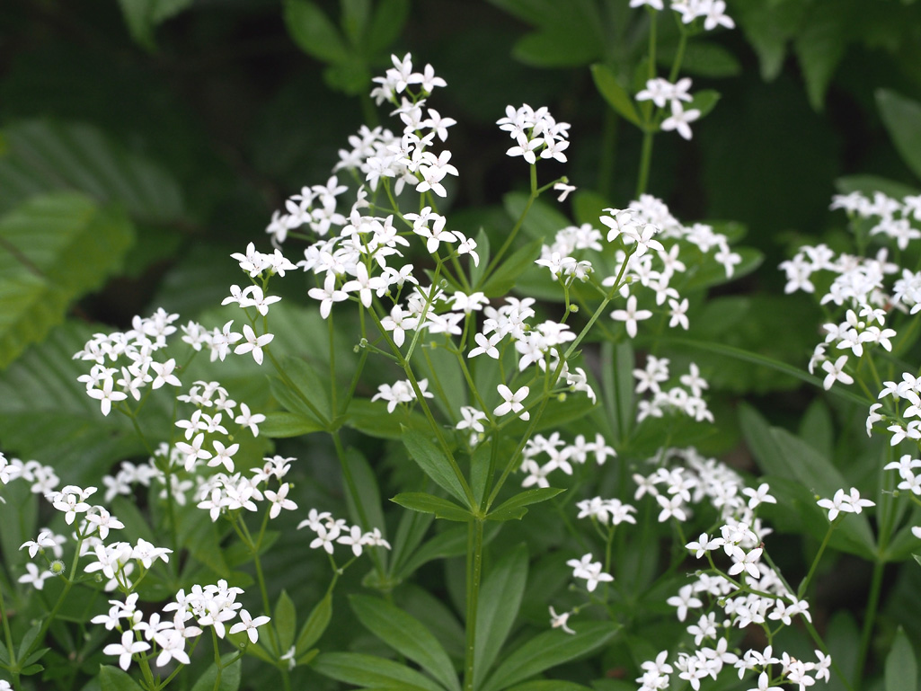 Kräuterkunde mit Monika Wurft - Waldmeister