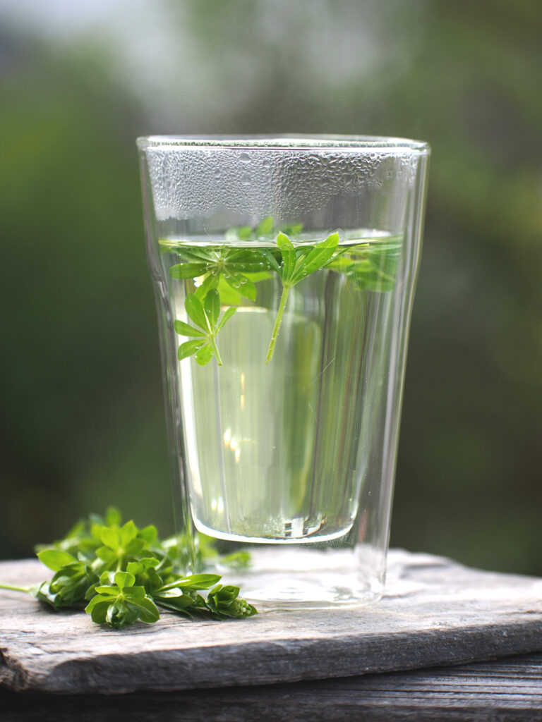 Kräuterkunde mit Monika Wurft - Waldmeister