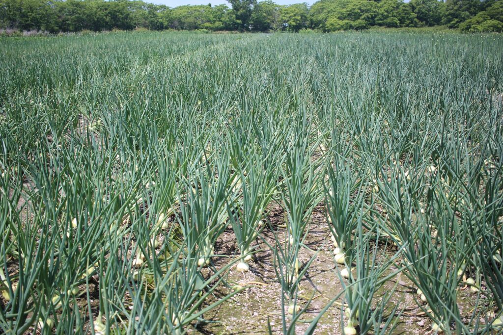 Klimatipp Solidarische Landwirtschaft Solawi