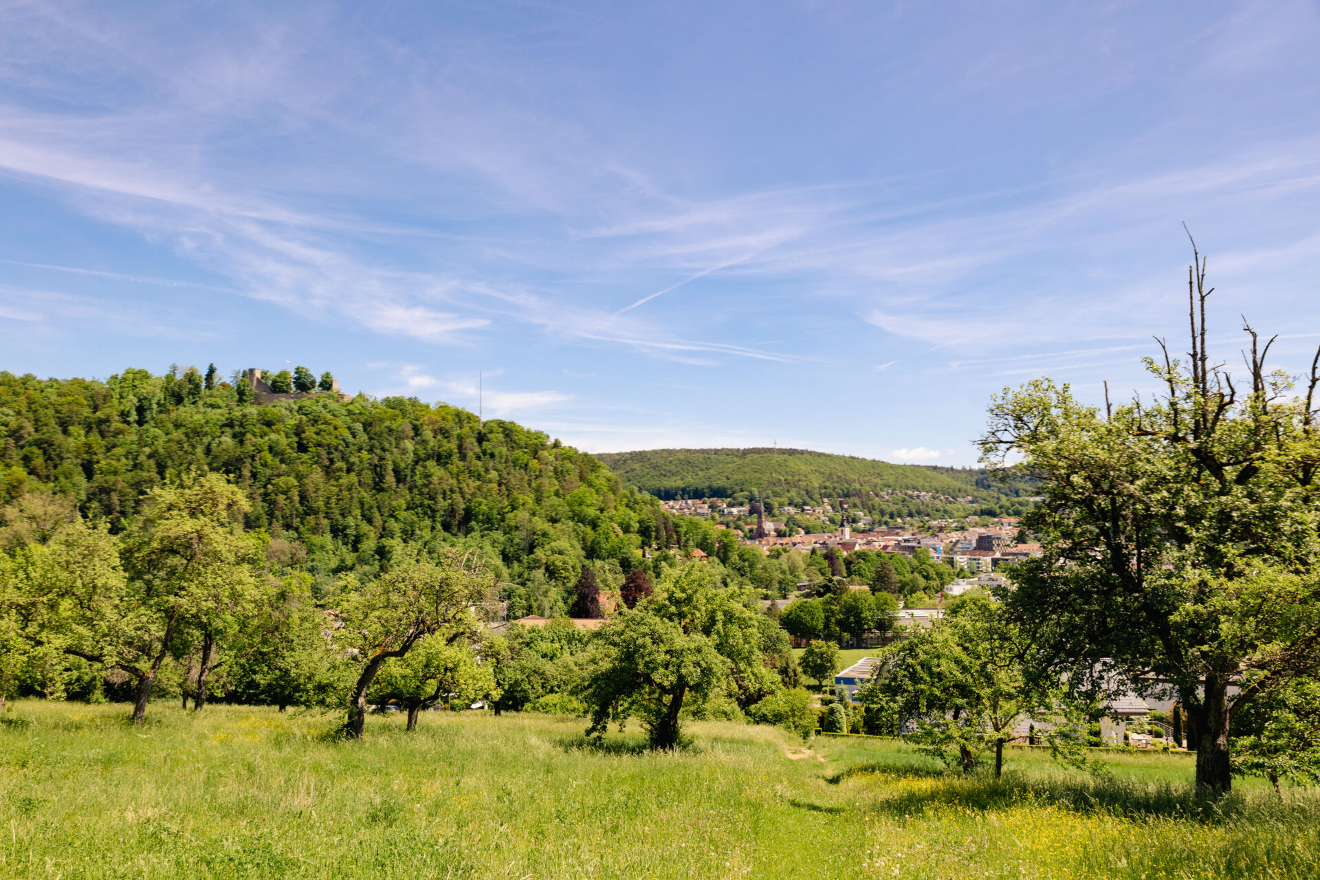 Schwarzwald-Guide Thomas Bühler in Nagold - NaTour vom Gartenzaun zum Landschaftsraum - Streuobstwiesen