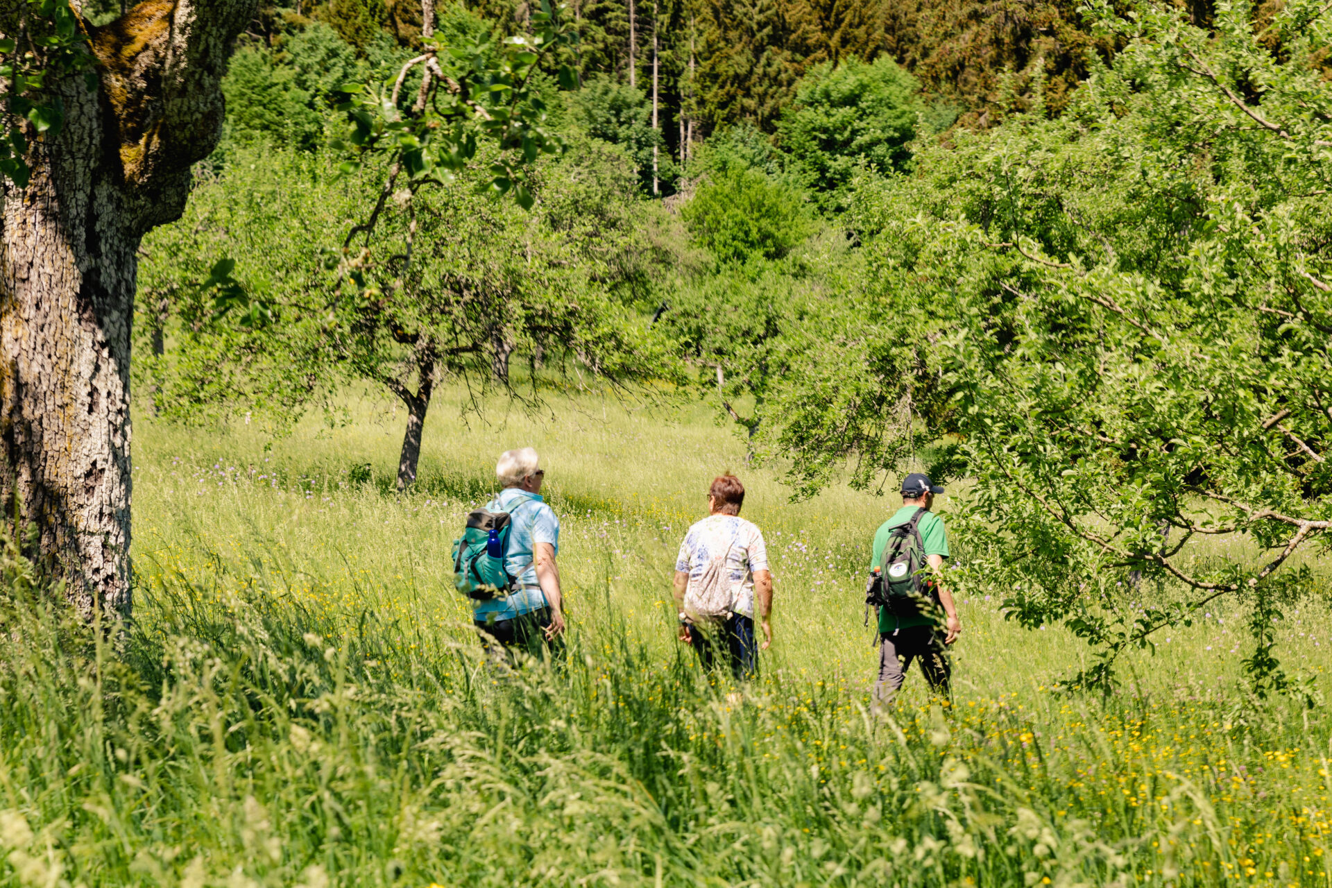 Schwarzwald-Guide Thomas Bühler in Nagold - NaTour vom Gartenzaun zum Landschaftsraum - Streuobstwiesen