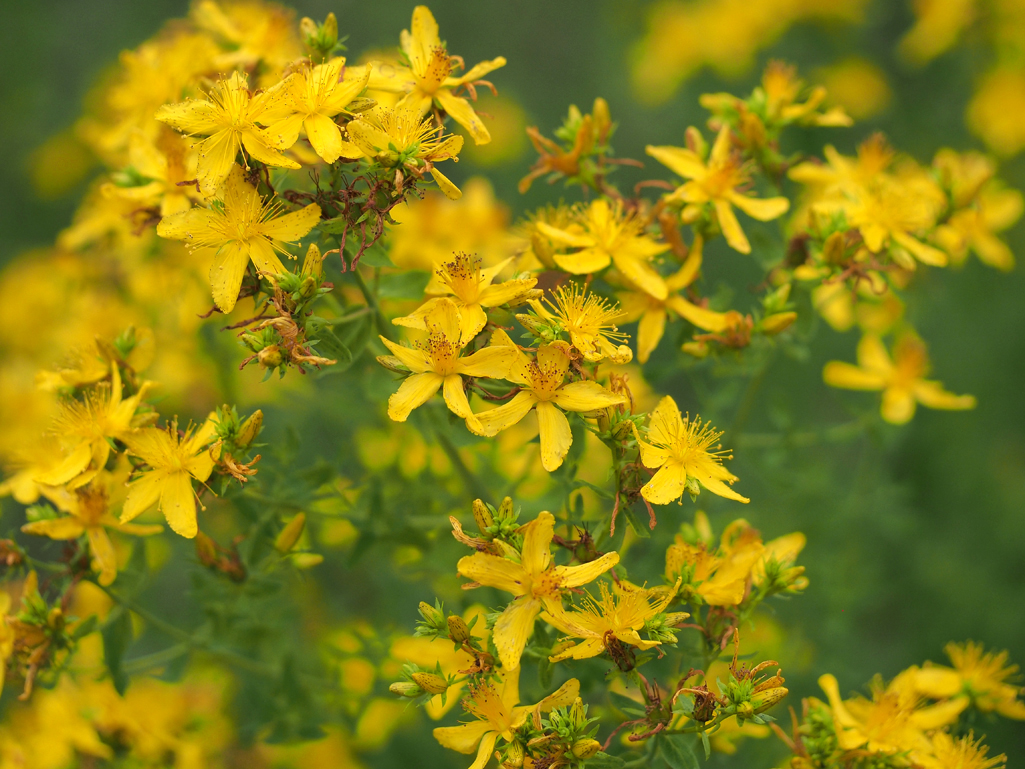 Kräuterwissen mit Schwarzwald-Guide Monika Wurft - Johanniskraut