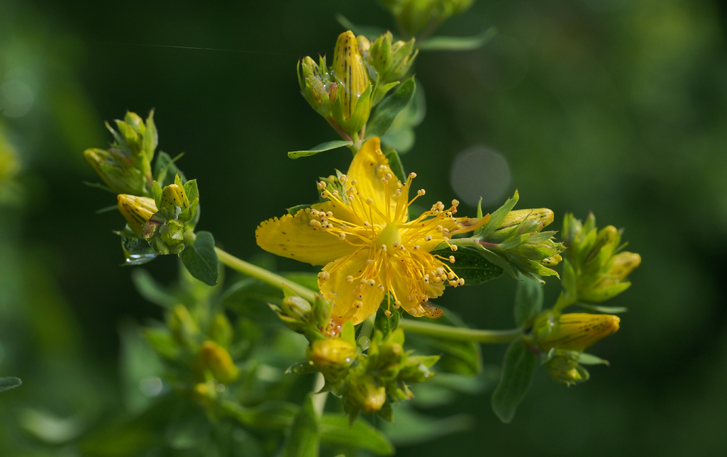 Kräuterwissen mit Schwarzwald-Guide Monika Wurft - Johanniskraut