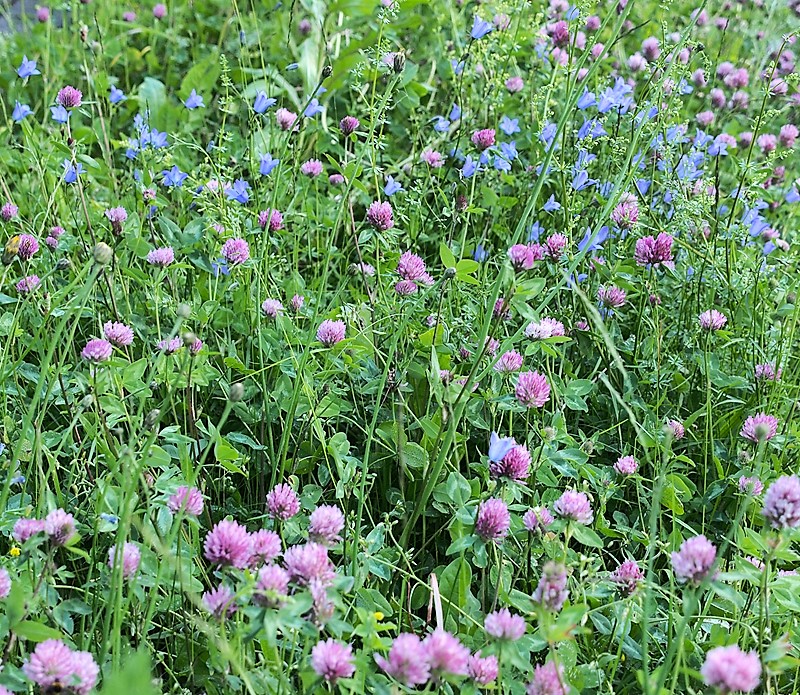 Kräuterwissen mit Monika Wurft - Roter Wiesenklee