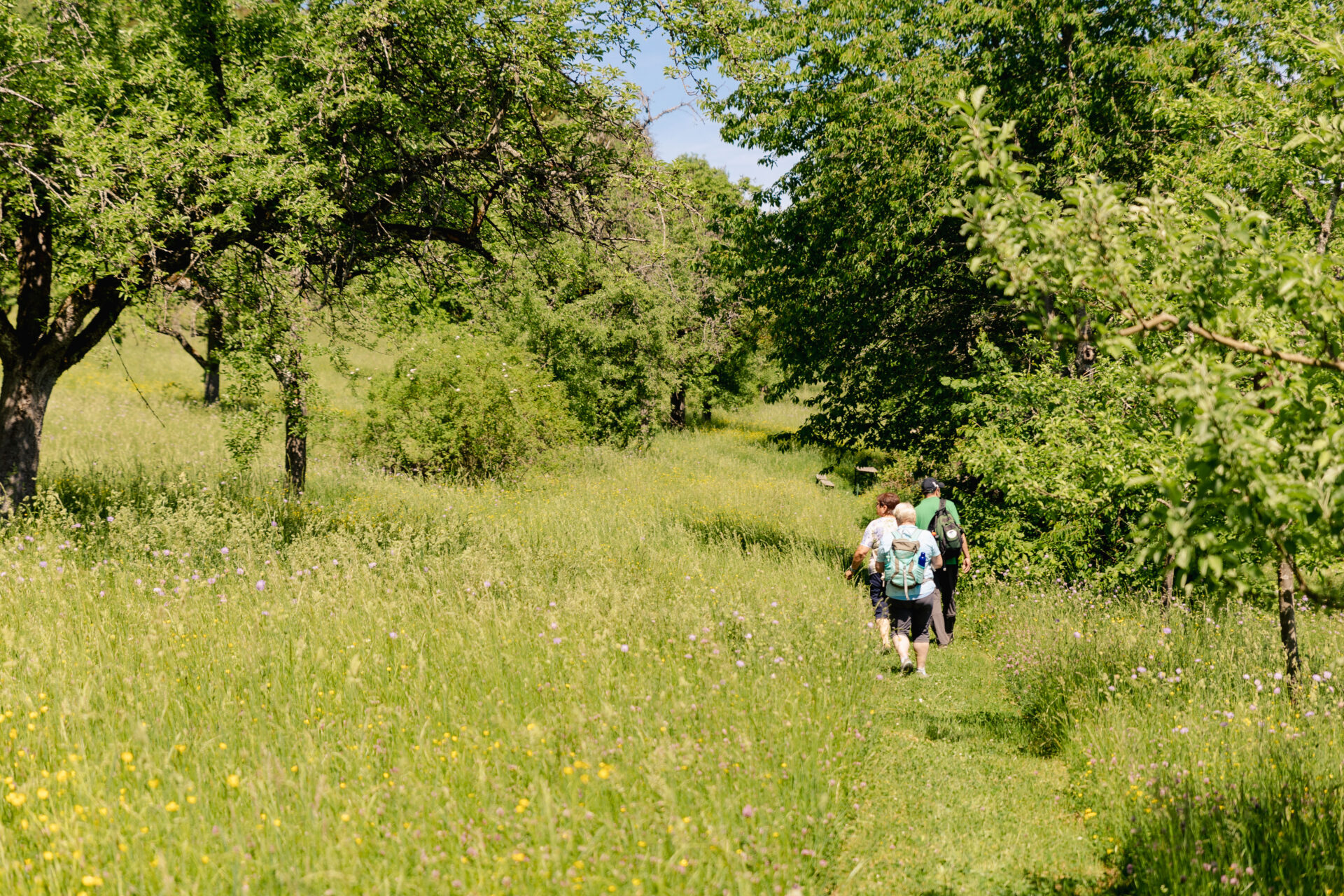 Schwarzwald-Guide Thomas Bühler in Nagold - NaTour vom Gartenzaun zum Landschaftsraum - Streuobstwiesen