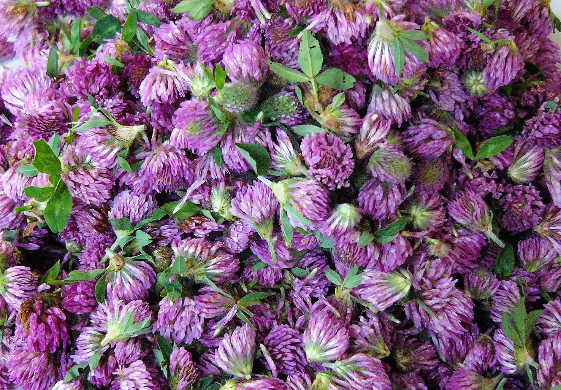 Kräuterwissen mit Monika Wurft - Roter Wiesenklee