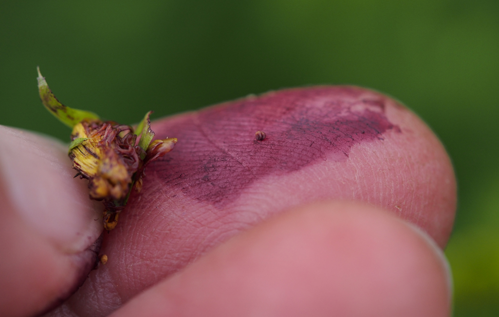 Kräuterwissen mit Schwarzwald-Guide Monika Wurft - Johanniskraut