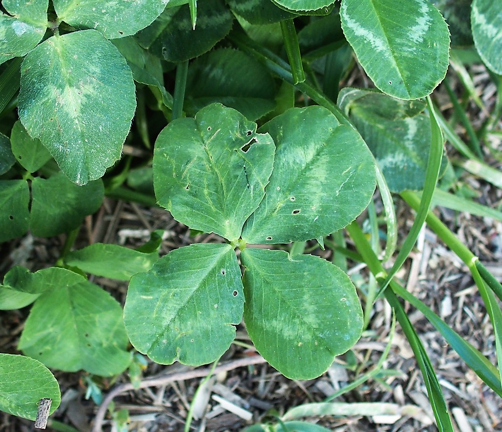 Kräuterwissen mit Monika Wurft - Roter Wiesenklee