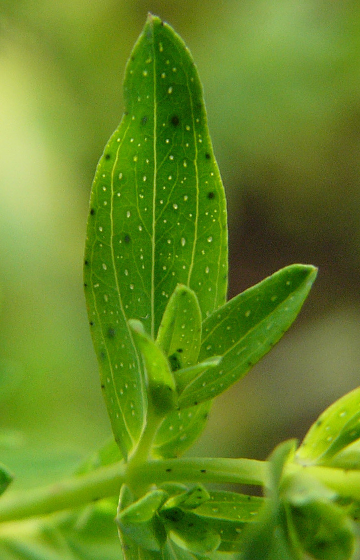 Kräuterwissen mit Schwarzwald-Guide Monika Wurft - Johanniskraut