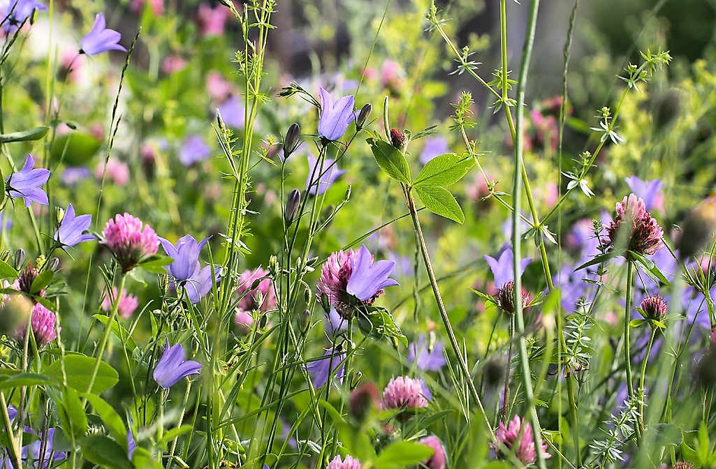 Kräuterwissen mit Monika Wurft - Roter Wiesenklee