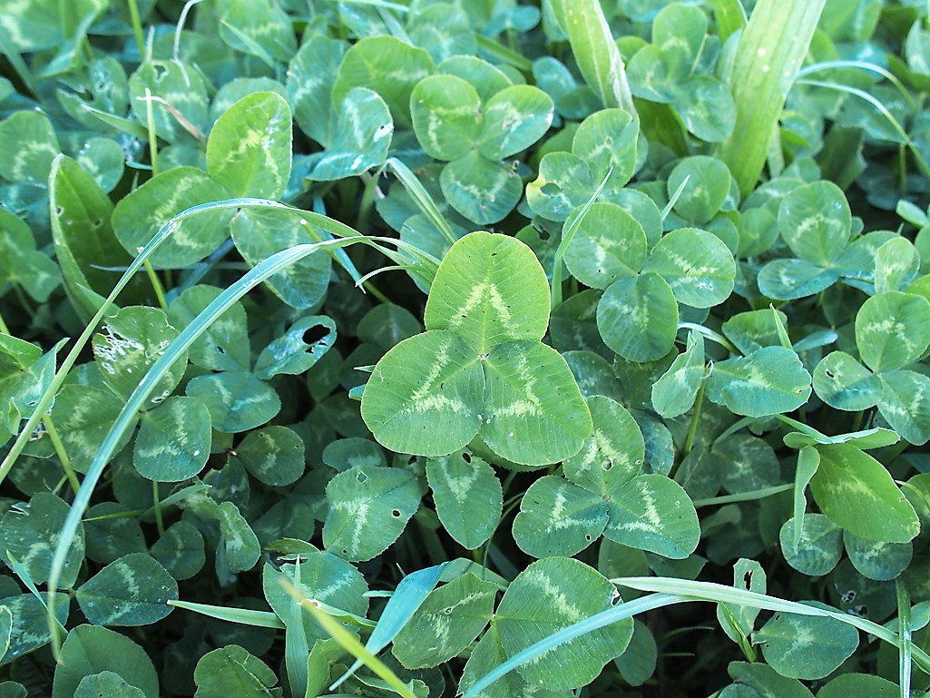 Kräuterwissen mit Monika Wurft - Roter Wiesenklee
