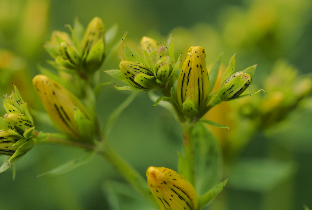 Kräuterwissen mit Schwarzwald-Guide Monika Wurft - Johanniskraut