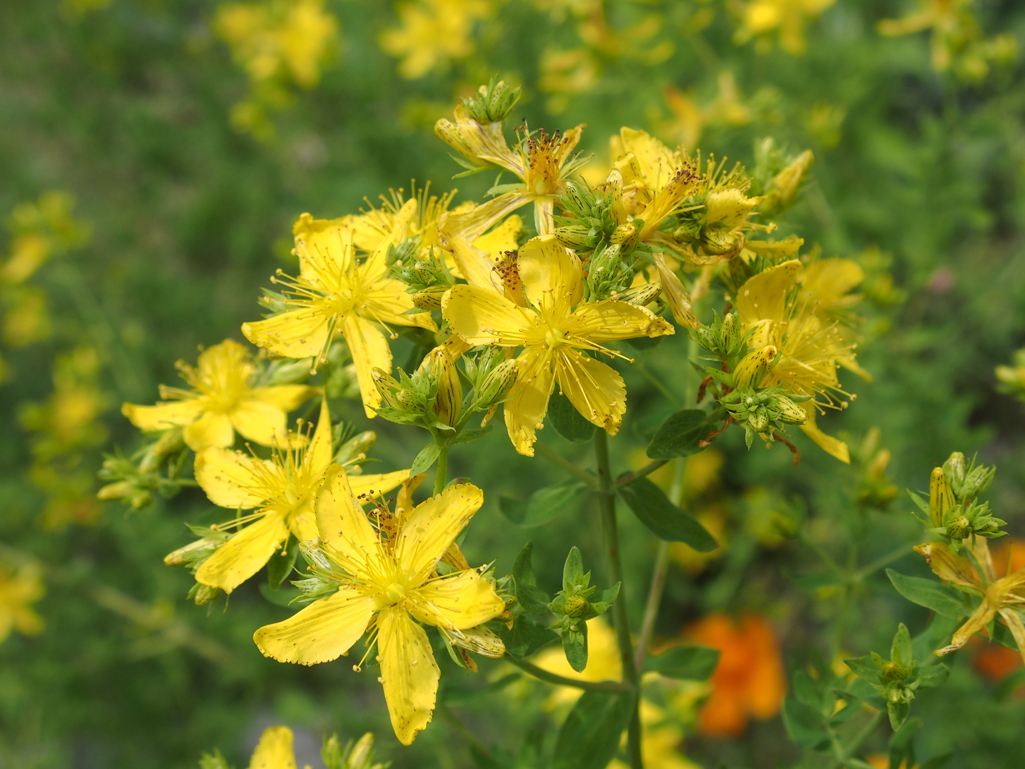 Kräuterwissen mit Schwarzwald-Guide Monika Wurft - Johanniskraut