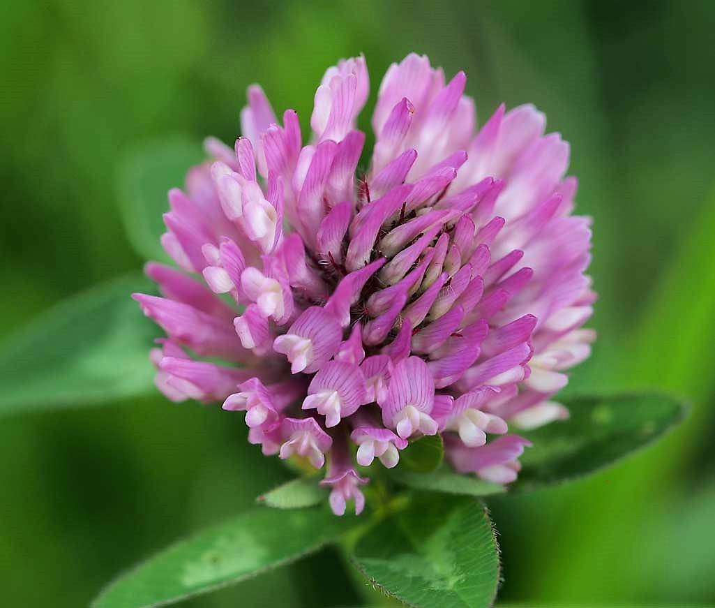 Kräuterwissen mit Monika Wurft - Roter Wiesenklee