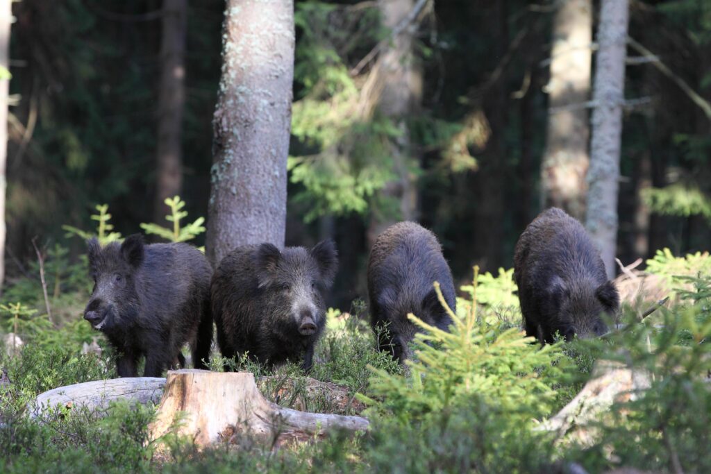 Wilde Sau-Wochen Bad Wildbad