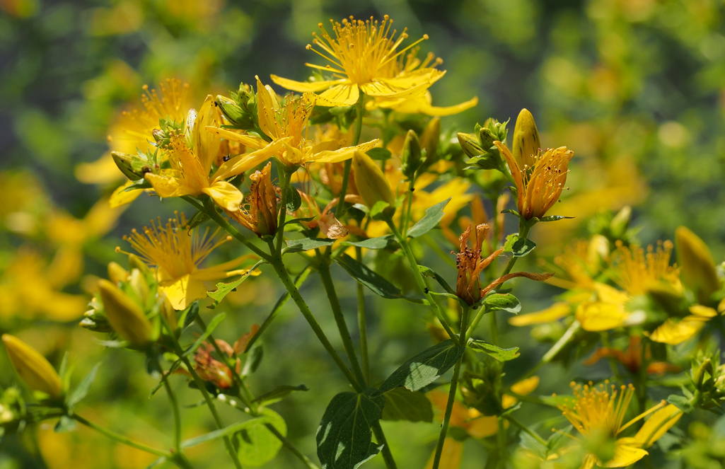 Kräuterwissen mit Schwarzwald-Guide Monika Wurft - Johanniskraut