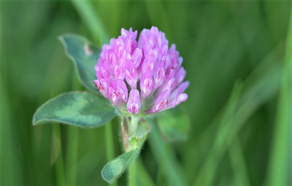 Kräuterwissen mit Monika Wurft - Roter Wiesenklee