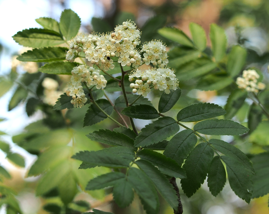 Kräuterwissen mit Monika Wurft - Vogelbeere - Eberesche