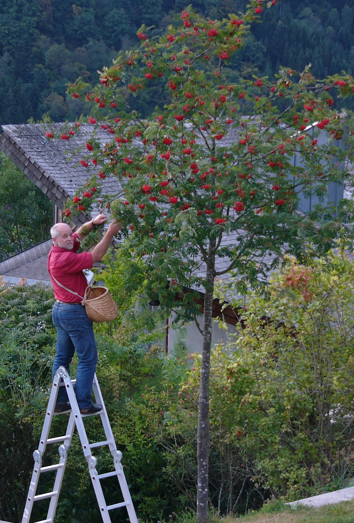 Kräuterwissen mit Monika Wurft - Vogelbeere - Eberesche