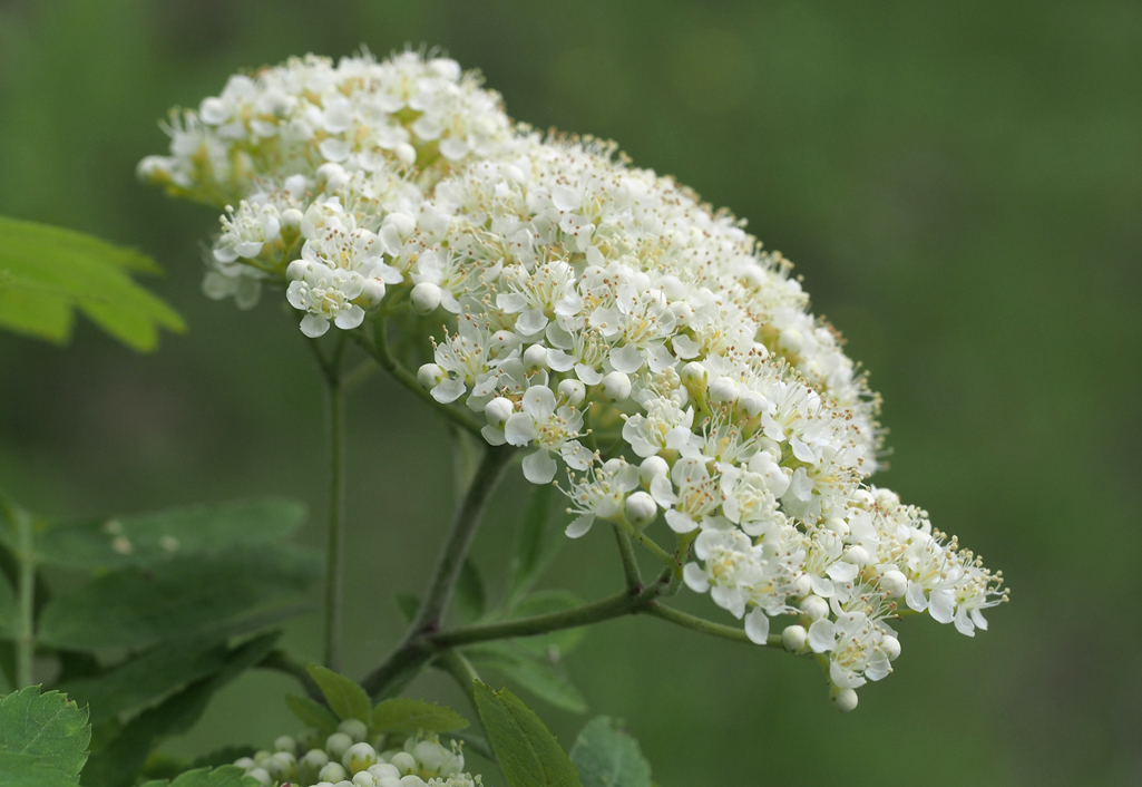 Kräuterwissen mit Monika Wurft - Vogelbeere - Eberesche