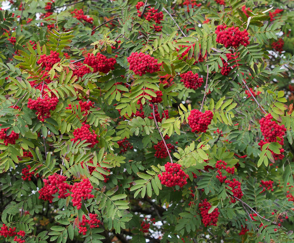 Kräuterwissen mit Monika Wurft - Vogelbeere - Eberesche