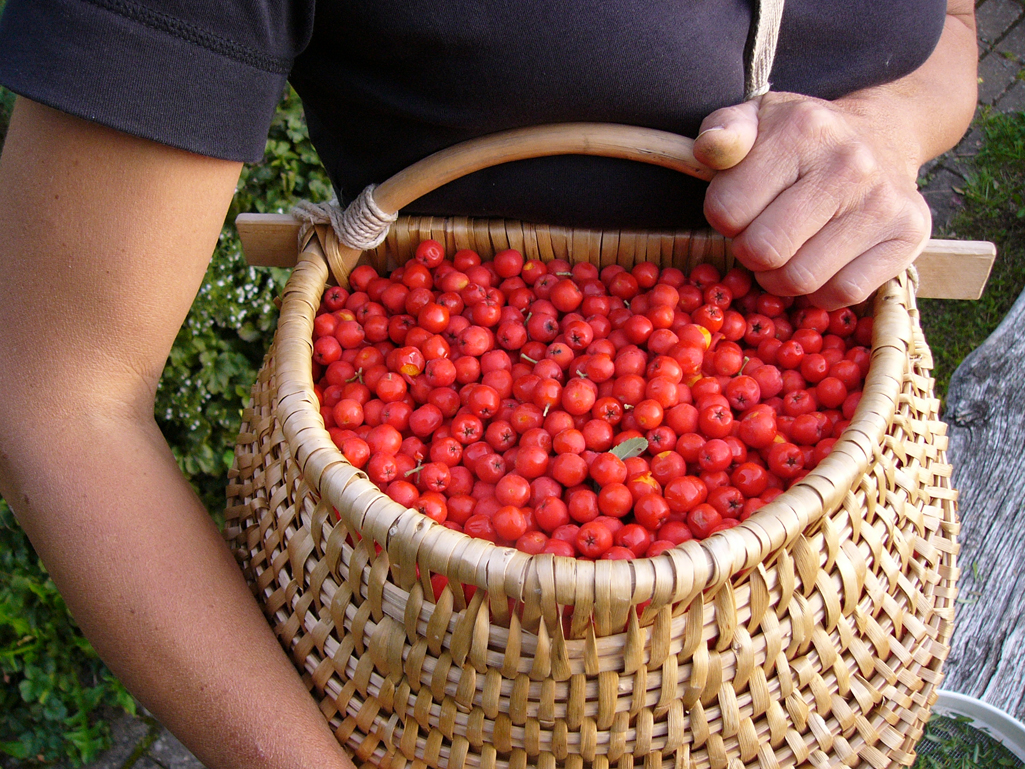 Kräuterwissen mit Monika Wurft - Vogelbeere - Eberesche