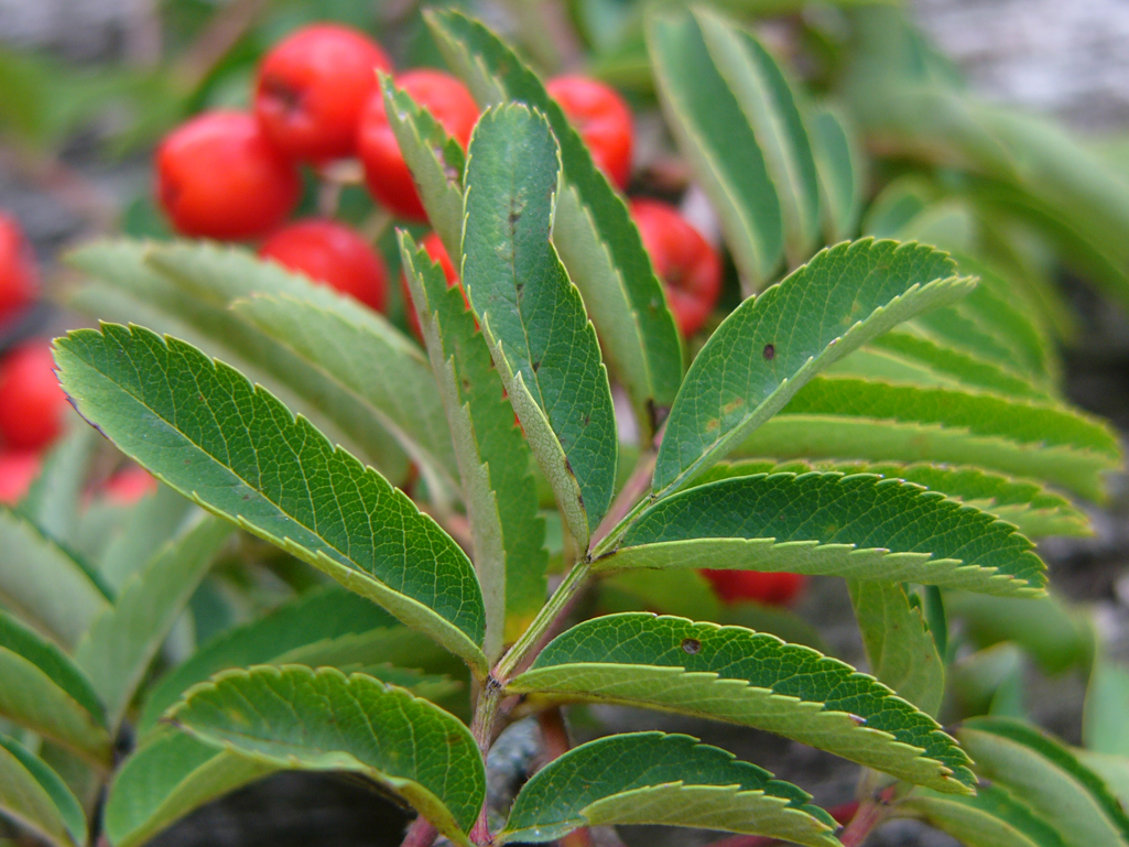Kräuterwissen mit Monika Wurft - Vogelbeere - Eberesche