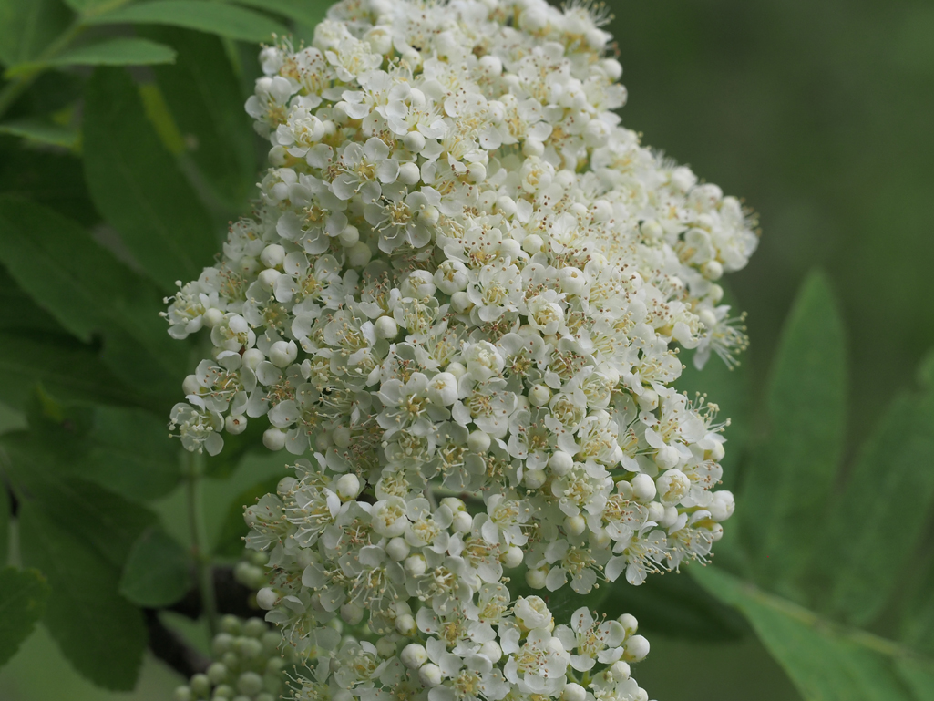 Kräuterwissen mit Monika Wurft - Vogelbeere - Eberesche