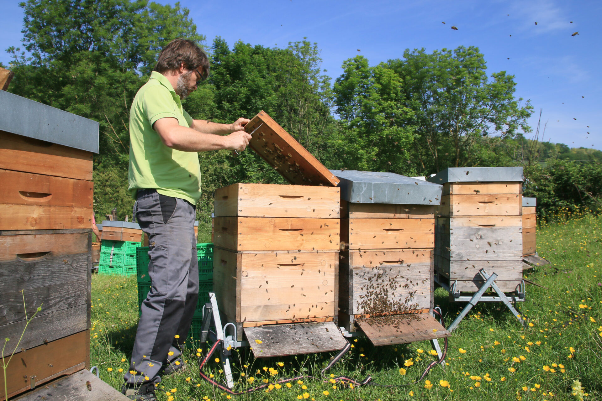 Bienenschwarm - auf der Suche nach einem neuen Zuhause - Cum Natura