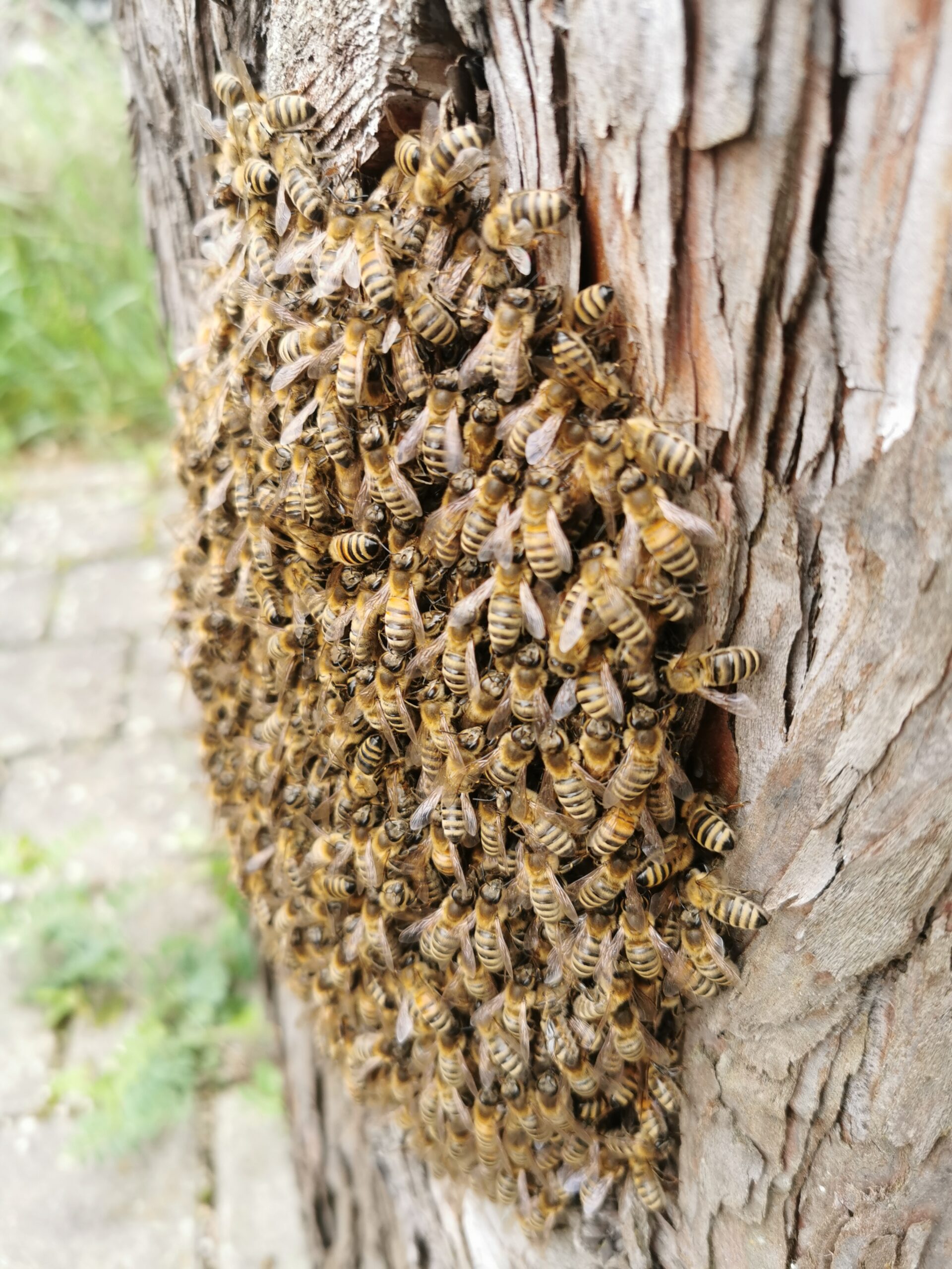 Bienenschwarm - auf der Suche nach einem neuen Zuhause - Cum Natura