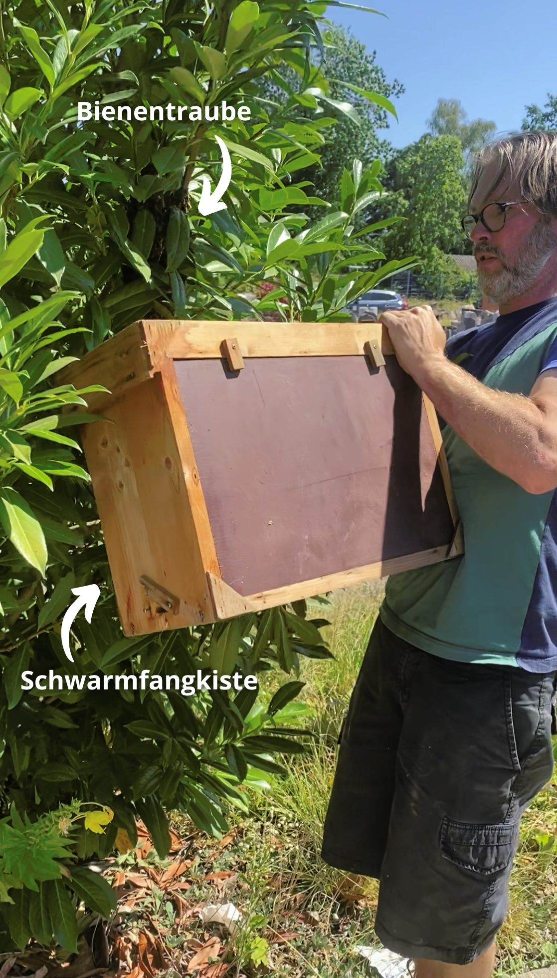 Bienenschwarm - auf der Suche nach einem neuen Zuhause - Cum Natura