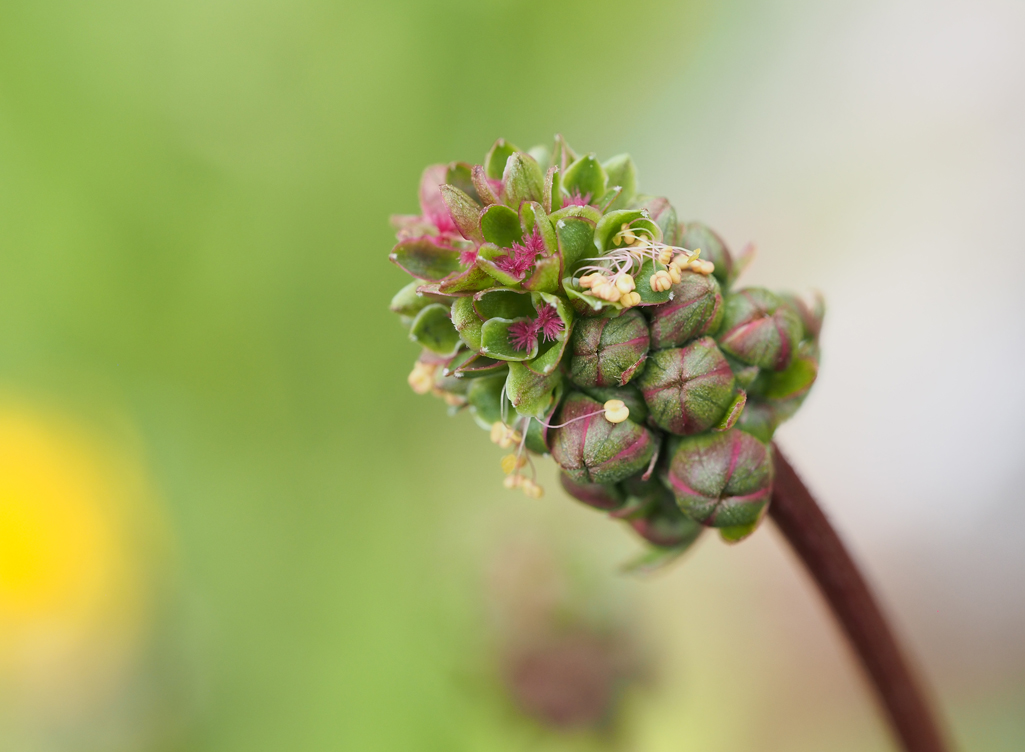 Kräutertipp Kleiner Wiesenknopf