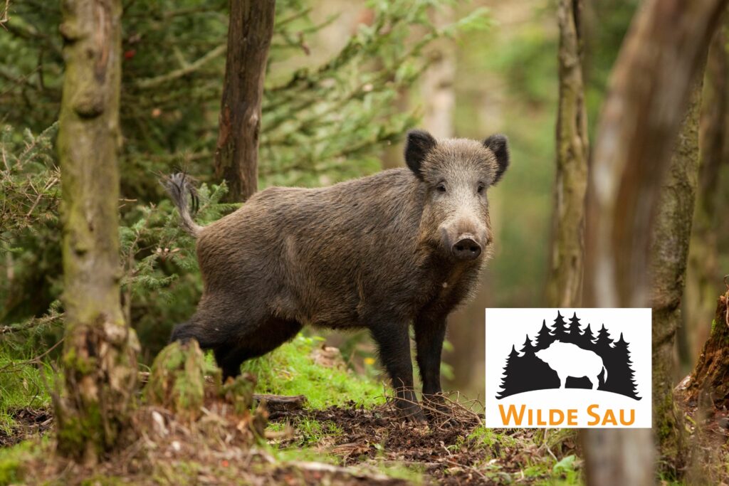 Wilde Sau-Aktionswochen 2022