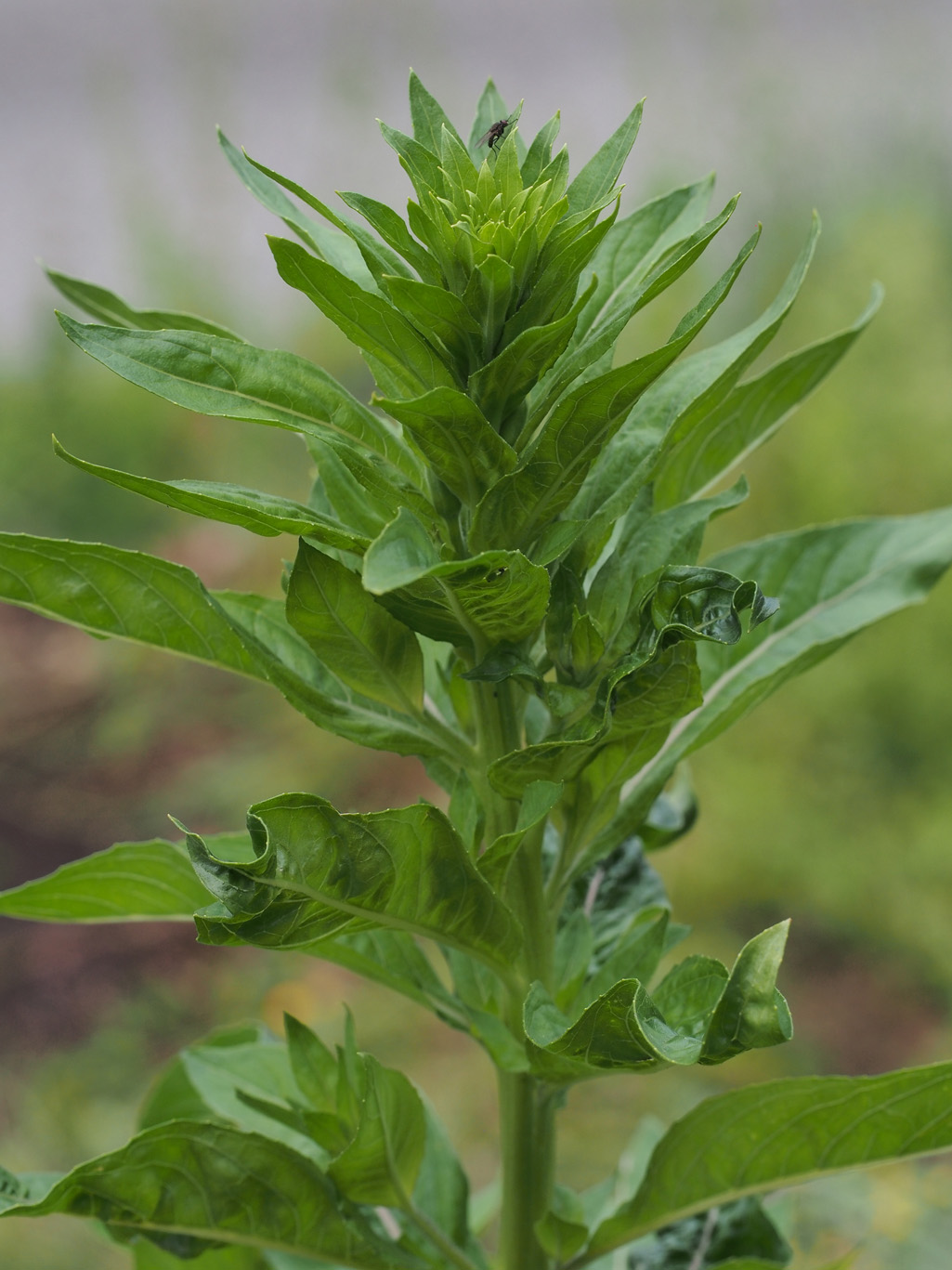 Kräuterwissen Nachtkerze