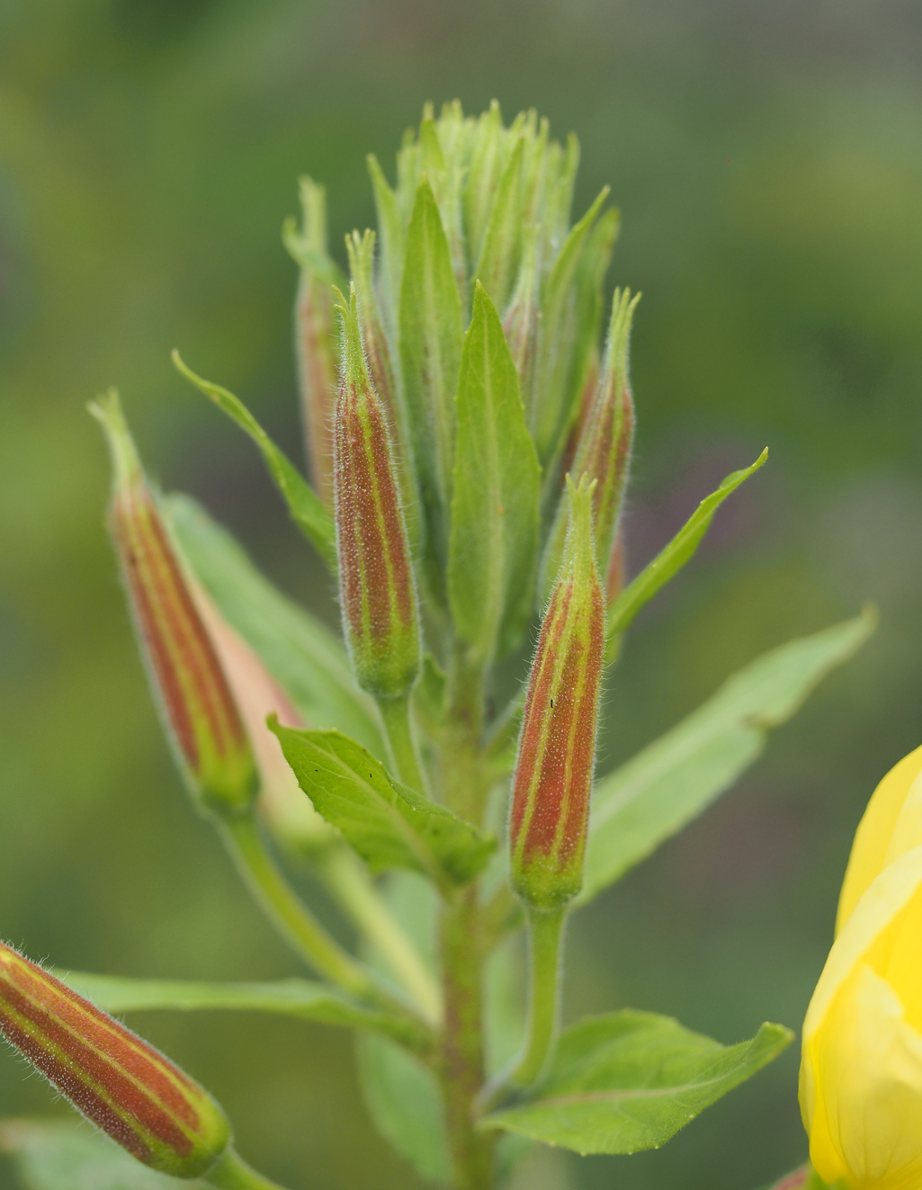 Kräuterwissen Nachtkerze