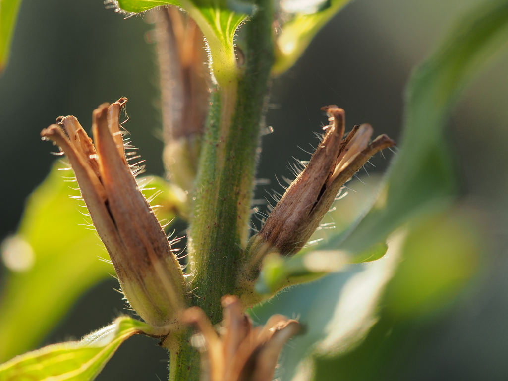 Kräuterwissen Nachtkerze