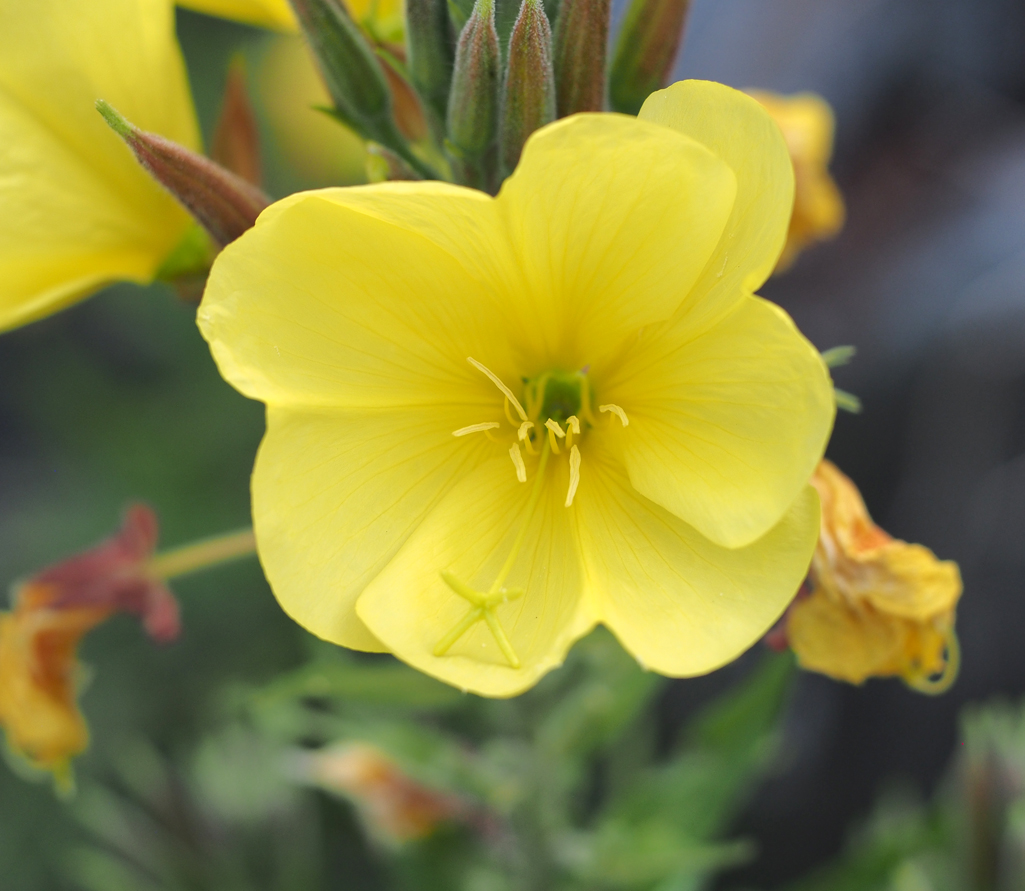 Kräuterwissen Nachtkerze