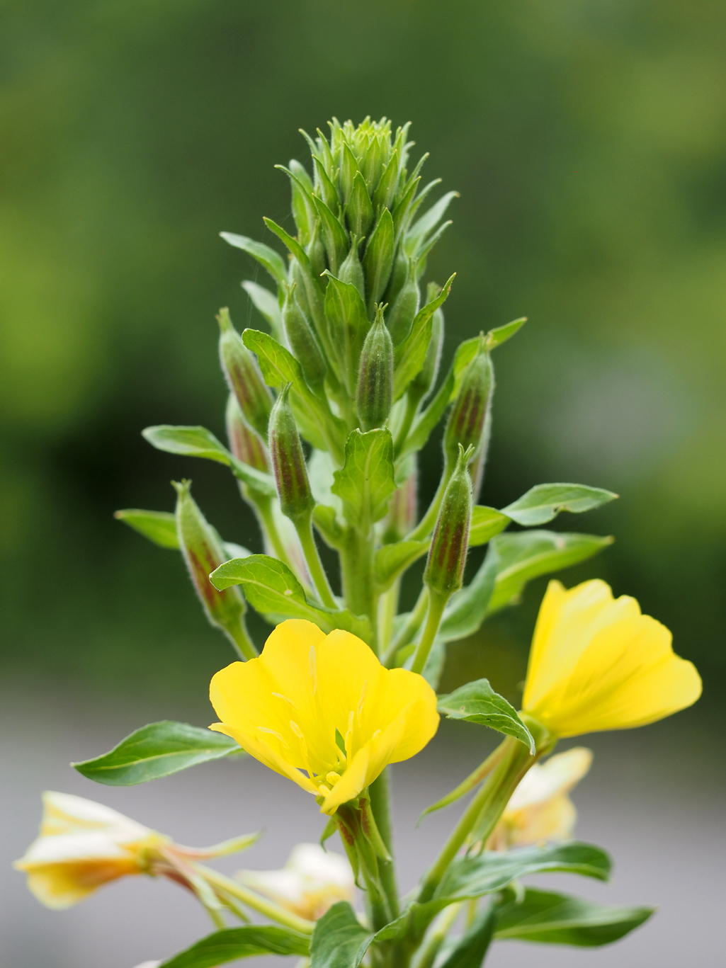 Kräuterwissen Nachtkerze