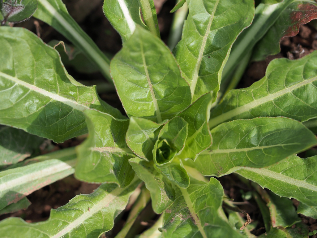 Kräuterwissen Nachtkerze