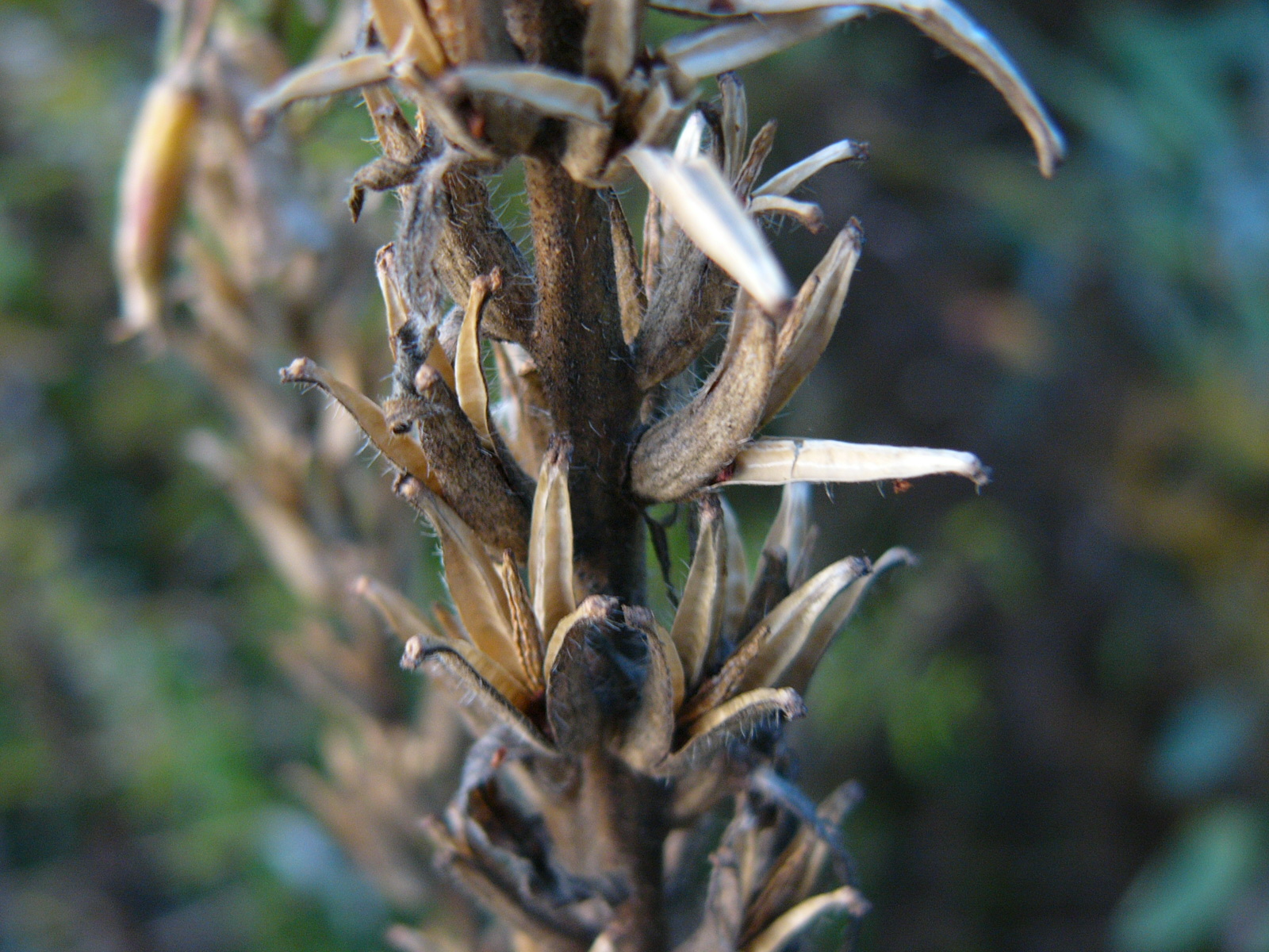Kräuterwissen Nachtkerze