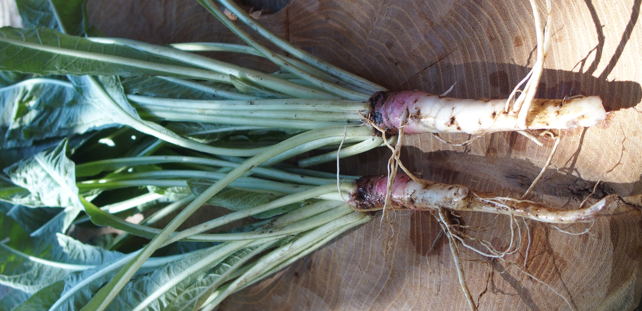 Kräuterwissen Nachtkerze