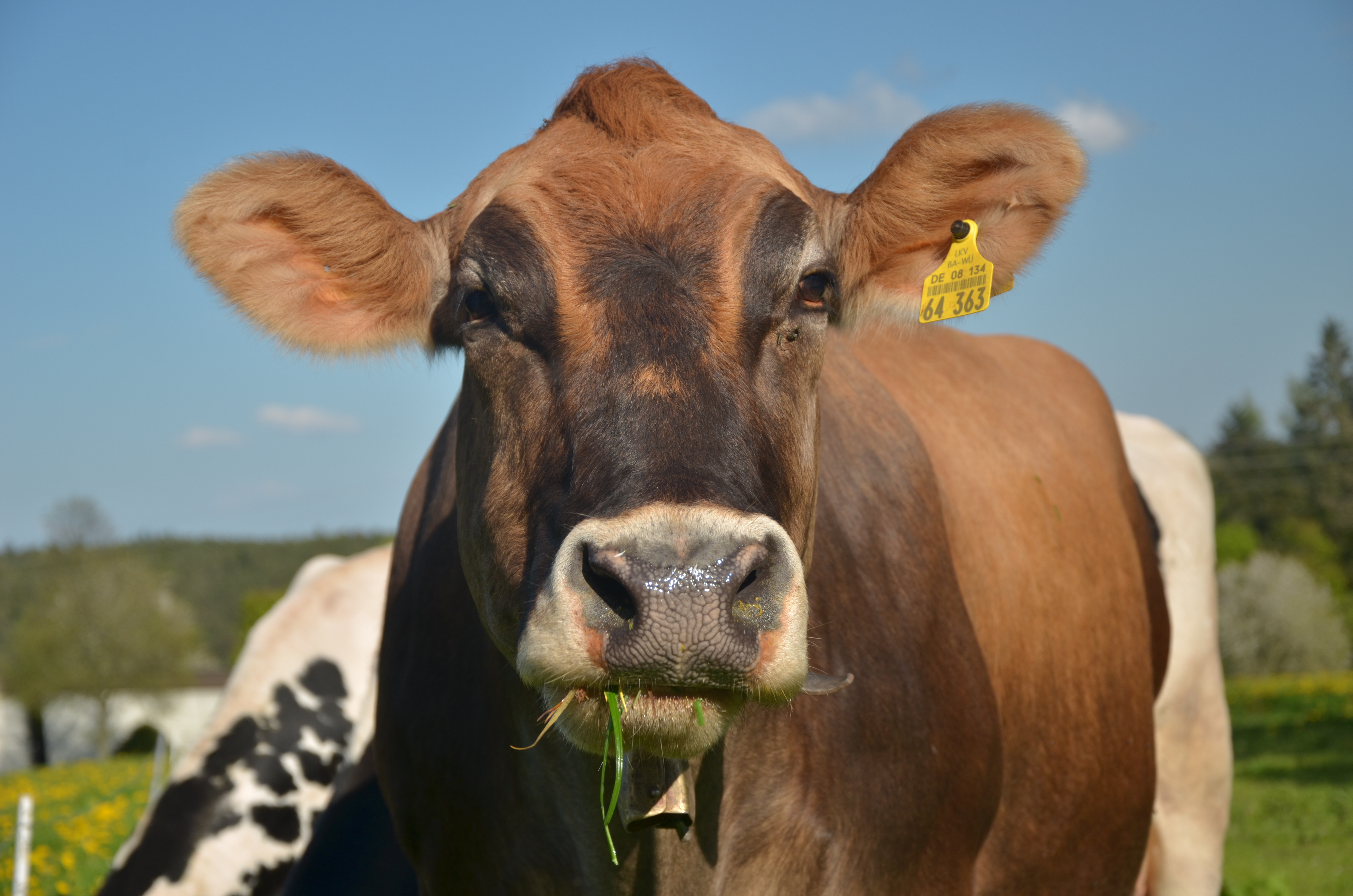 Naturpark-AugenBlick-Runde Neuweiler-Agenbach