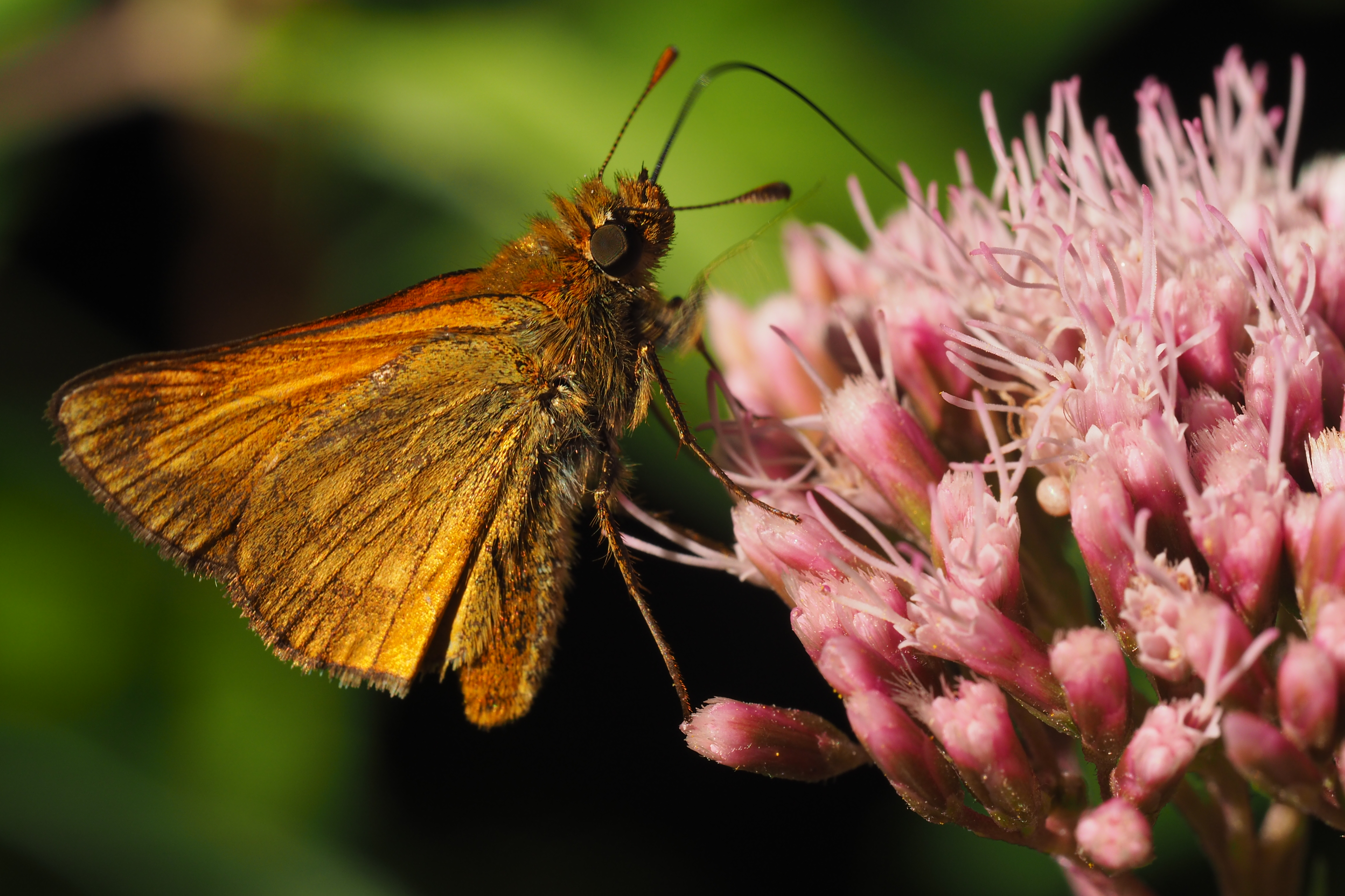 Naturpark-AugenBlick-Runde Neuweiler-Agenbach