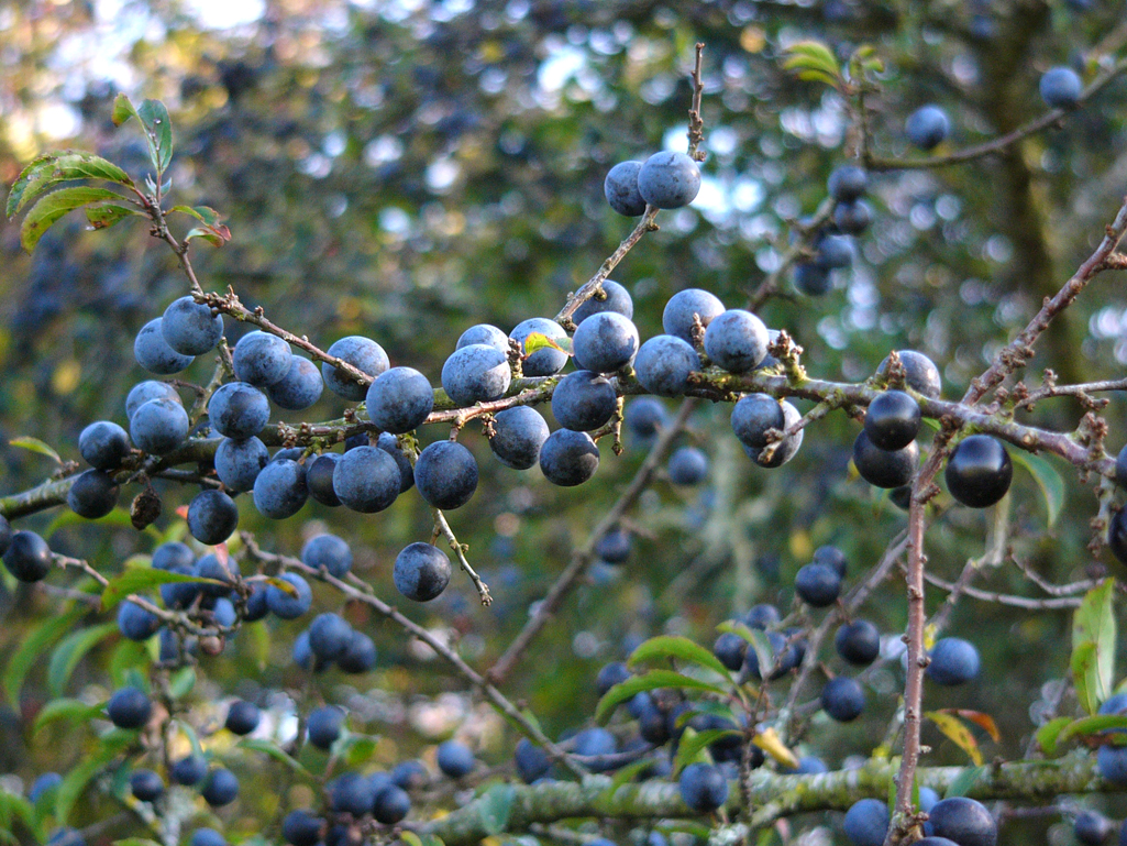 Kräuterwissen Wurft: Schlehen