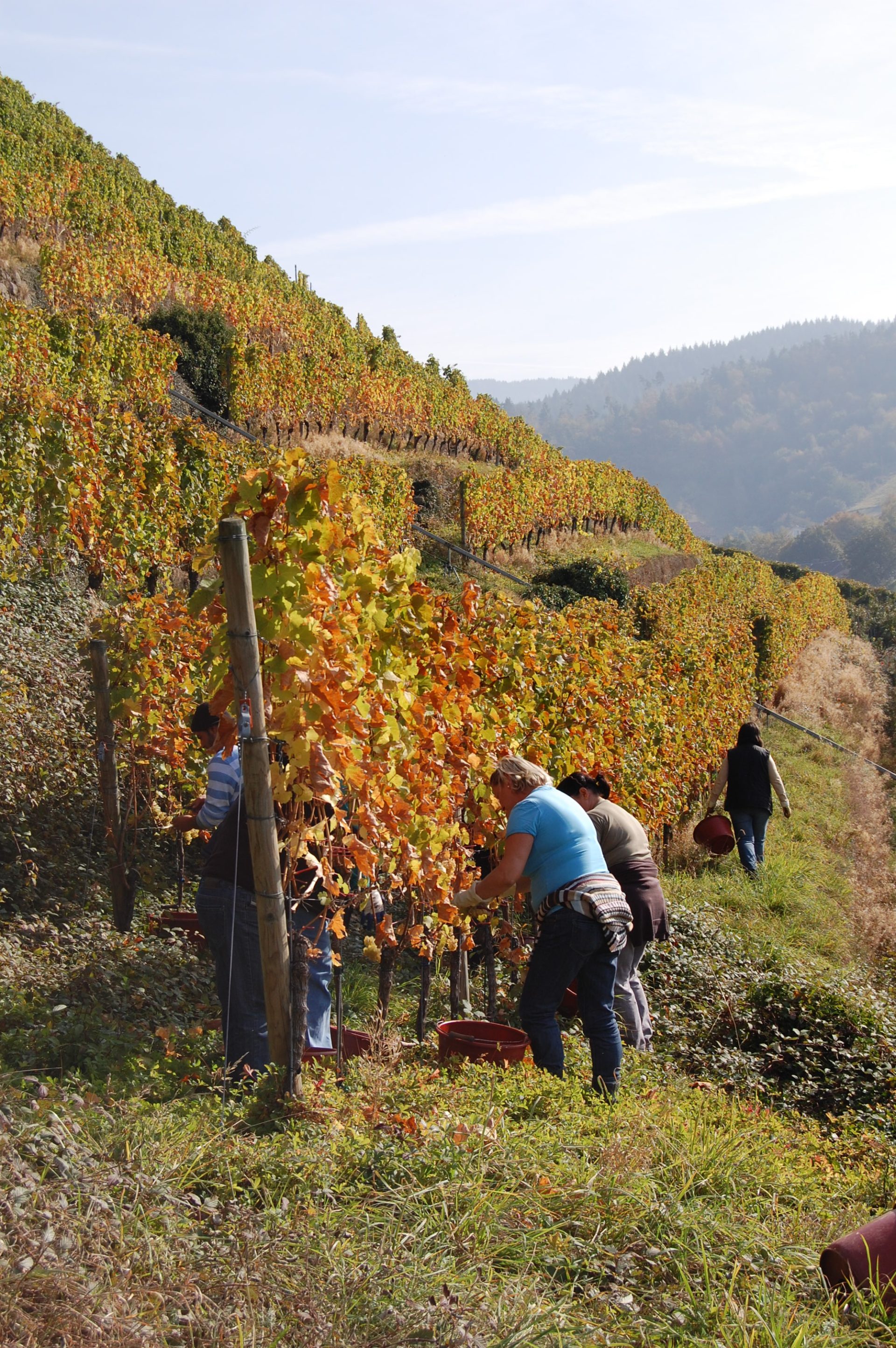 Naturpark-Partner Weingut Schloss Neuweier