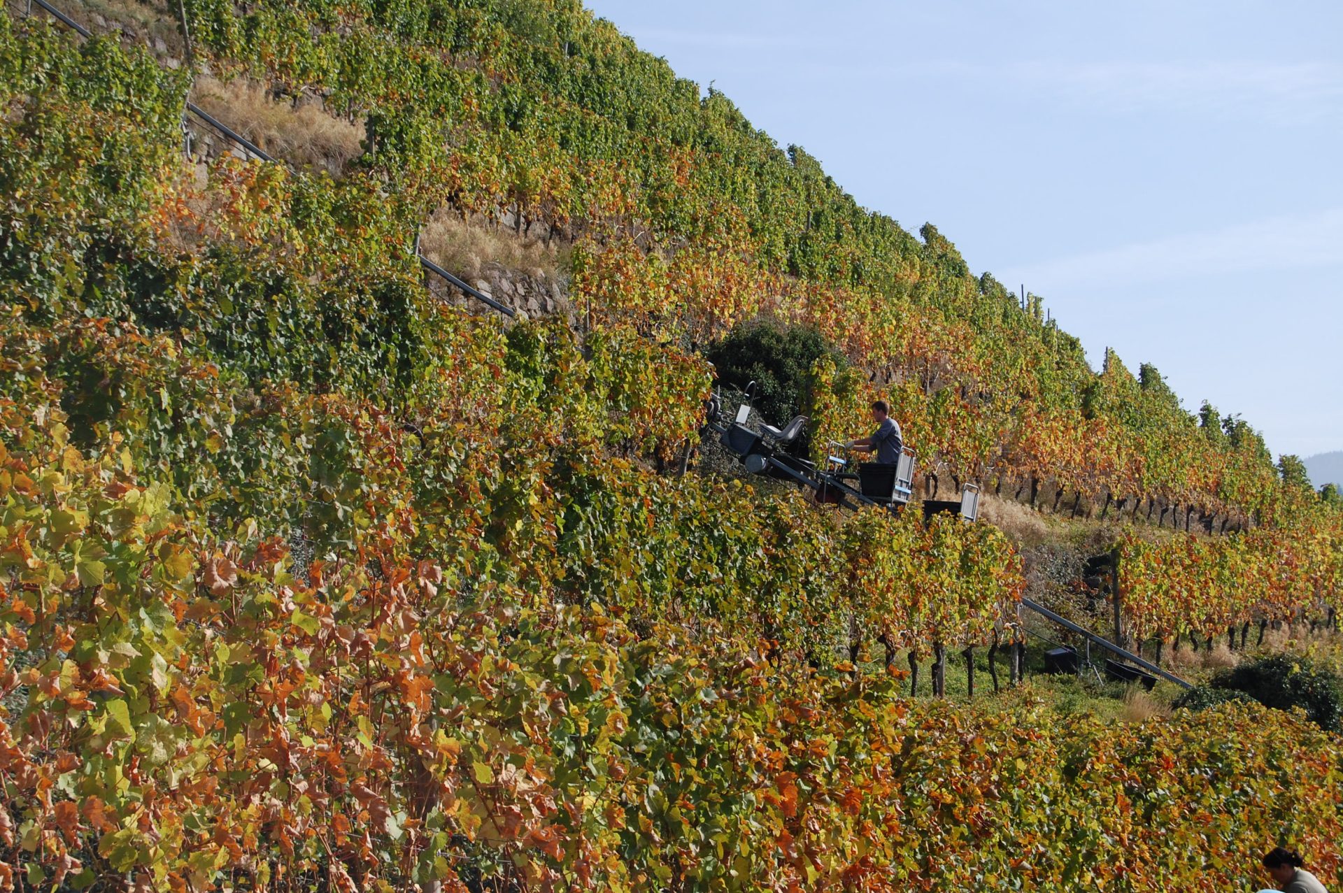 Naturpark-Partner Weingut Schloss Neuweier