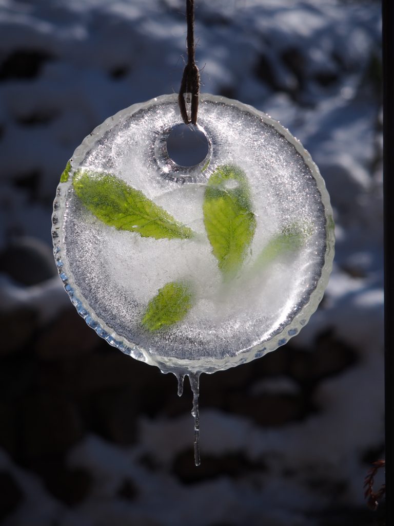 Kräuterwissen mit Monika Wurft - Eiskräuter