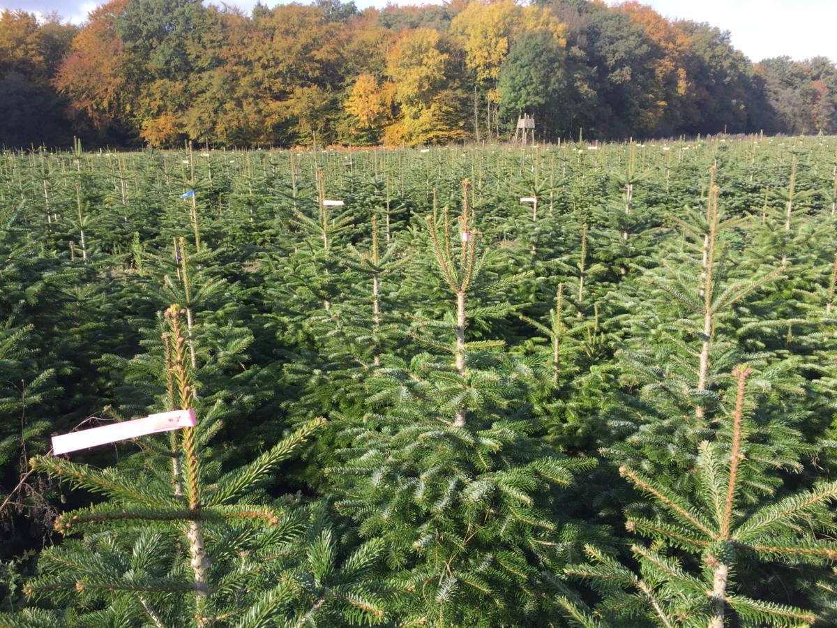 badenova - nachhaltige Christbäume