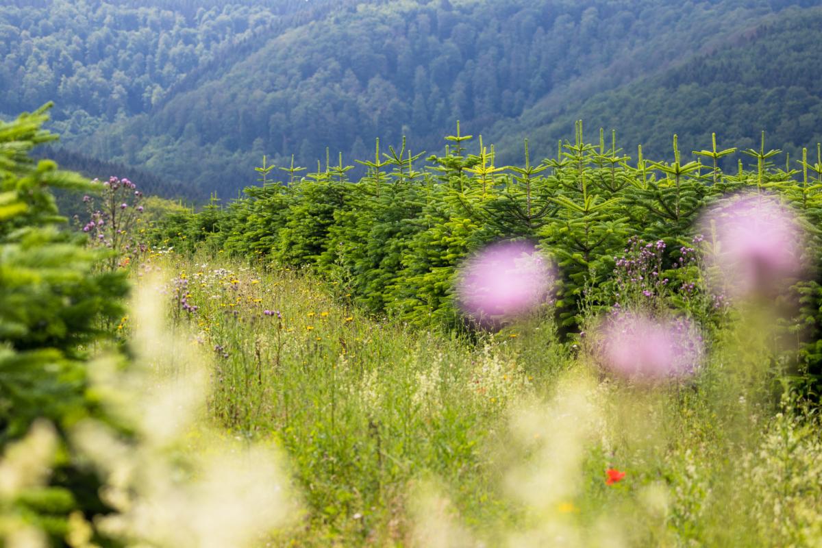 badenova - nachhaltige Christbäume